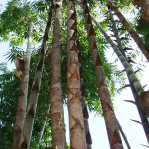 ৩ প্যাকেট কিনলে ২ প্যাকেট ফ্রি ২০০০ টাকা
